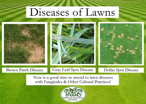 Bekämpfung Von Lawn Diseases